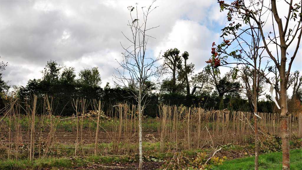 Sorbus aucuparia 250-300 cm